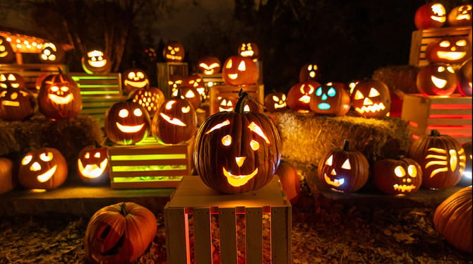 What Makes Glow at the Gardens So Special?